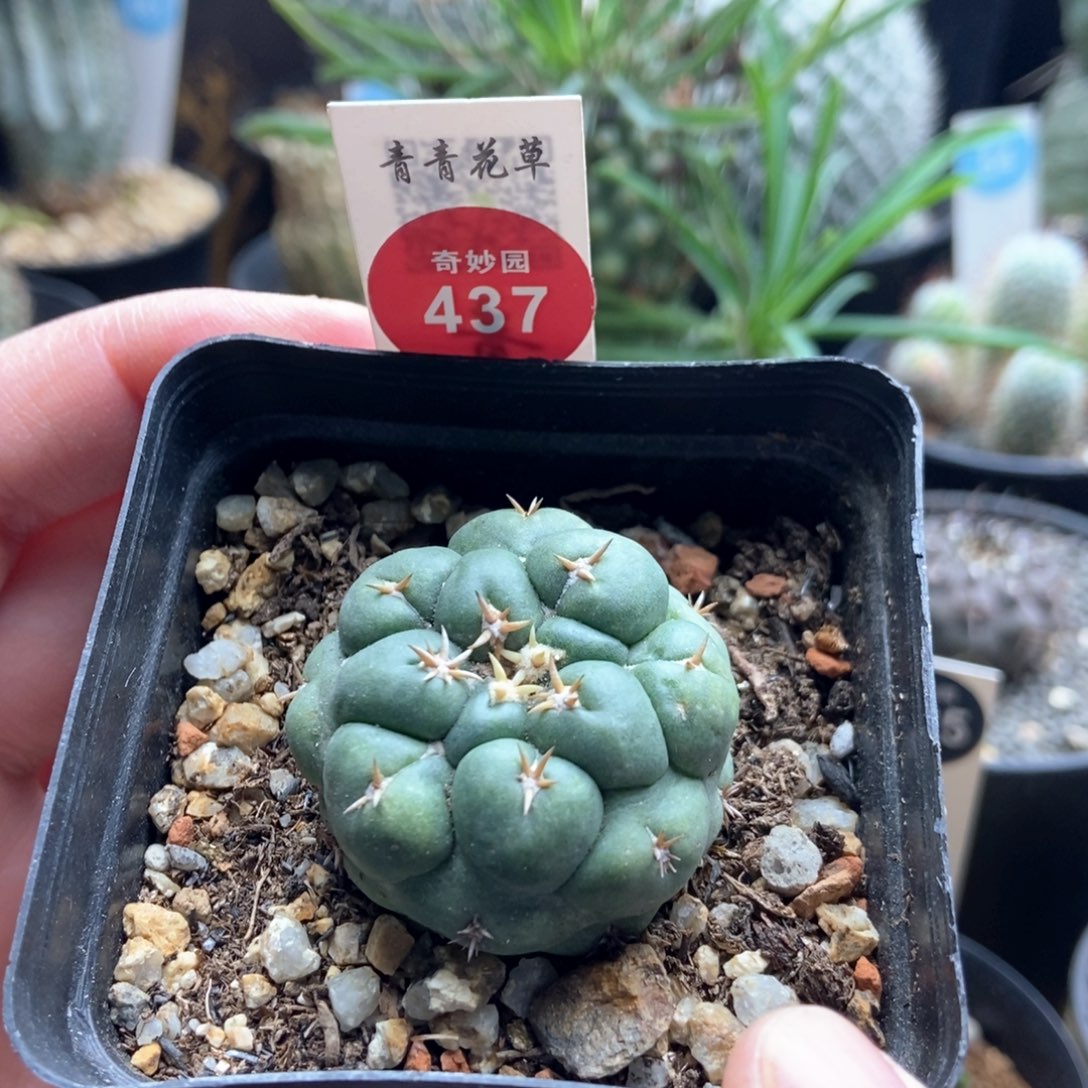 自根短豪刺象牙一颗仙人球