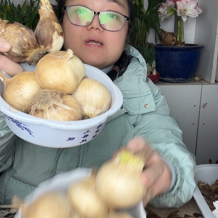 10大花葱1奥巴单种球