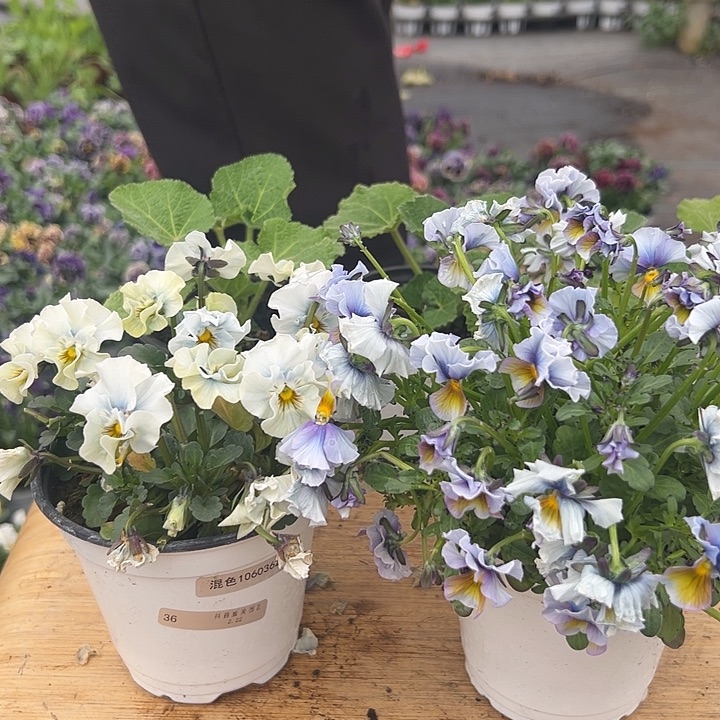 红陶抖音直播闪拍36