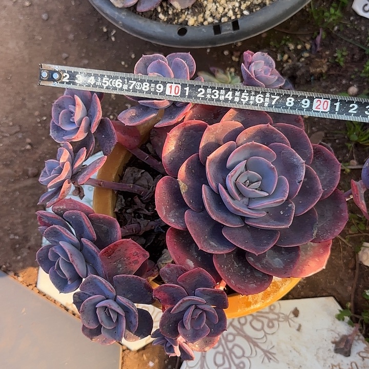 尘埃玫瑰666 多肉植物一物一拍