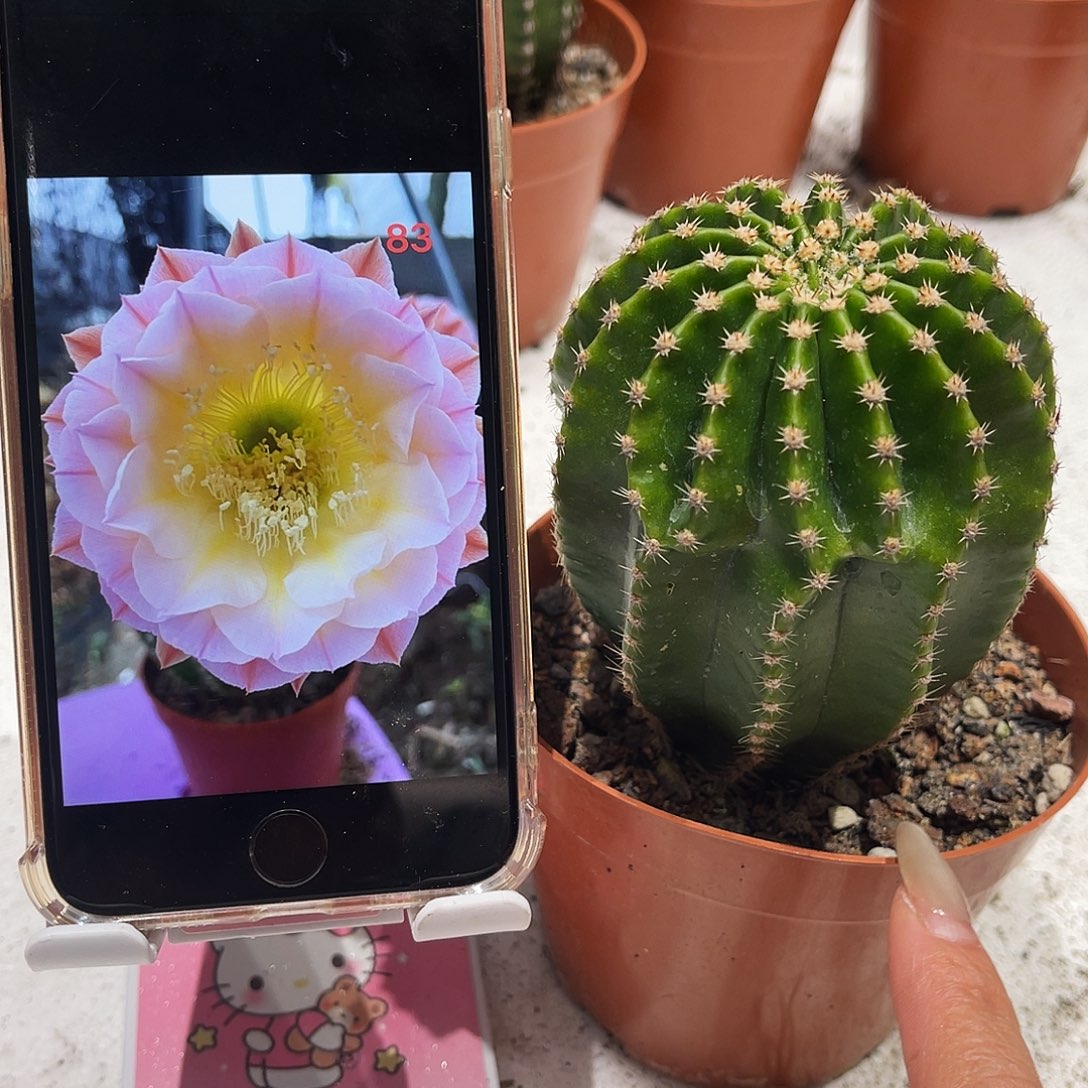 彩草83号6-7公分左右