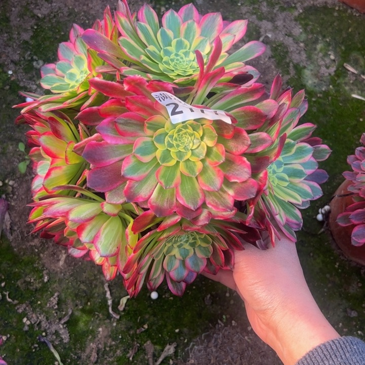 2177朝霞多肉植物