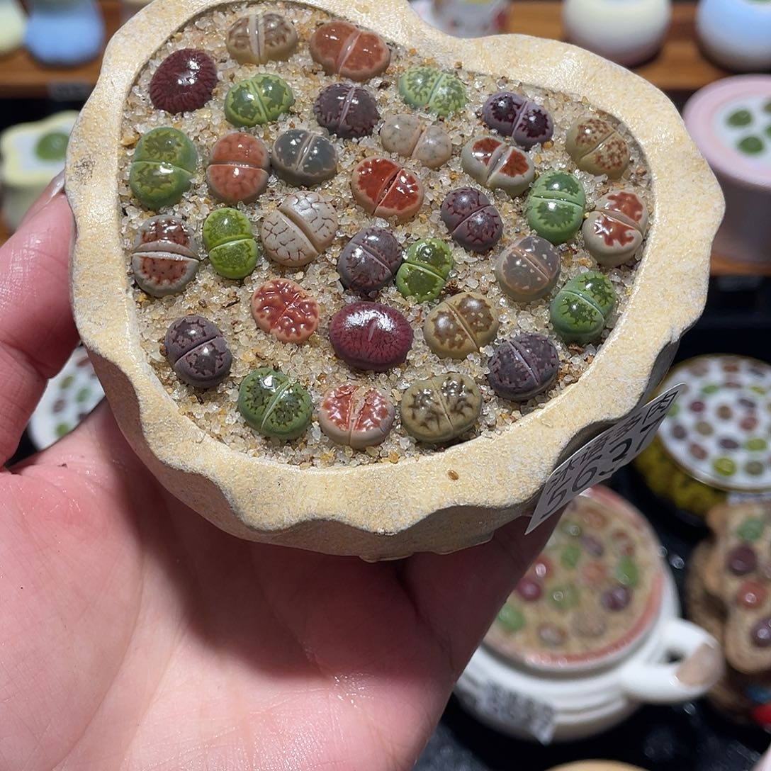 R***)带盆土植物 一物一拍5637