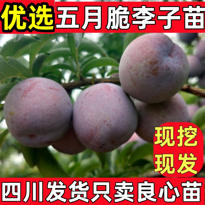 嫁接早熟五月脆李子树苗凤凰李树苗李子苗木果树