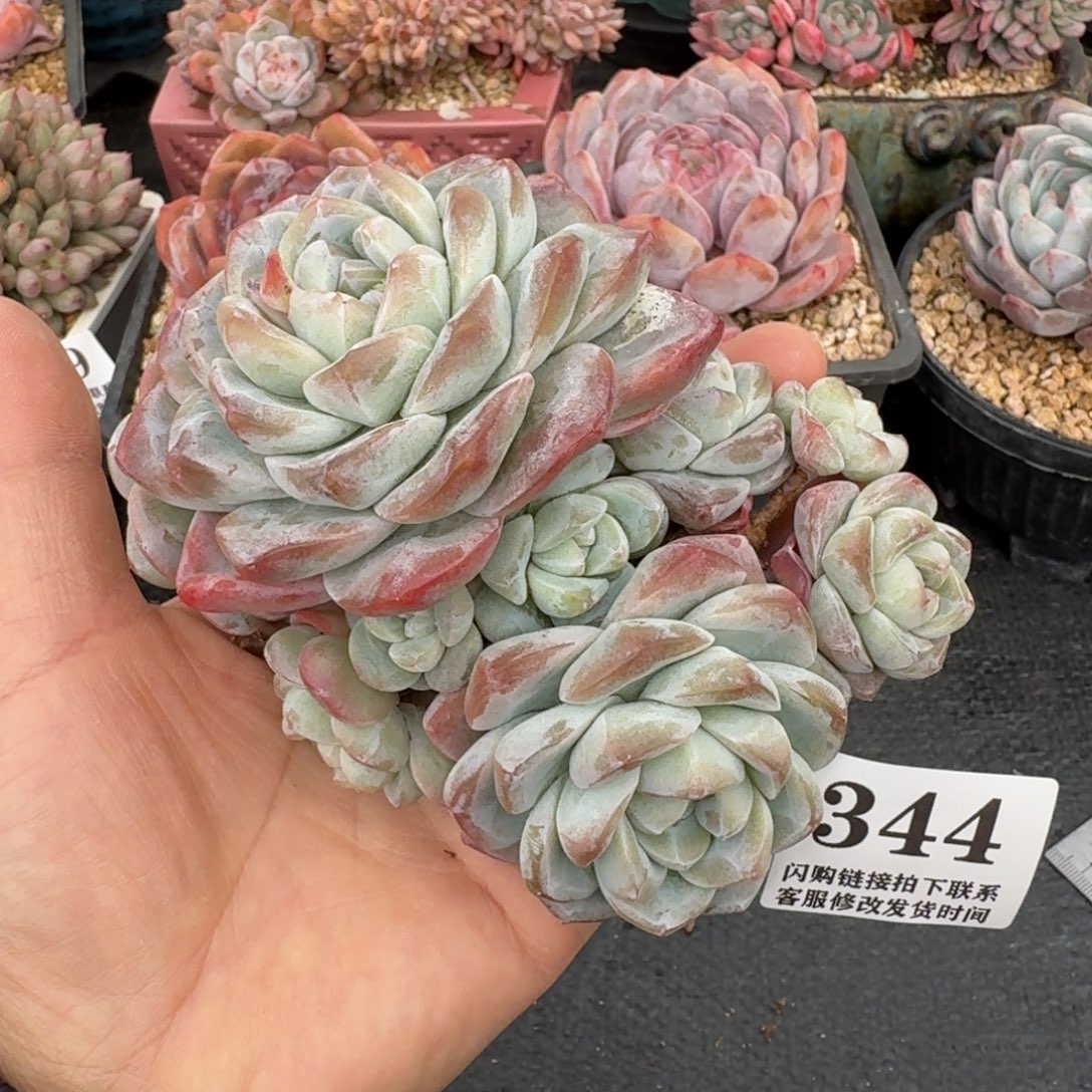 344冰玉群有断头13cm左右特价