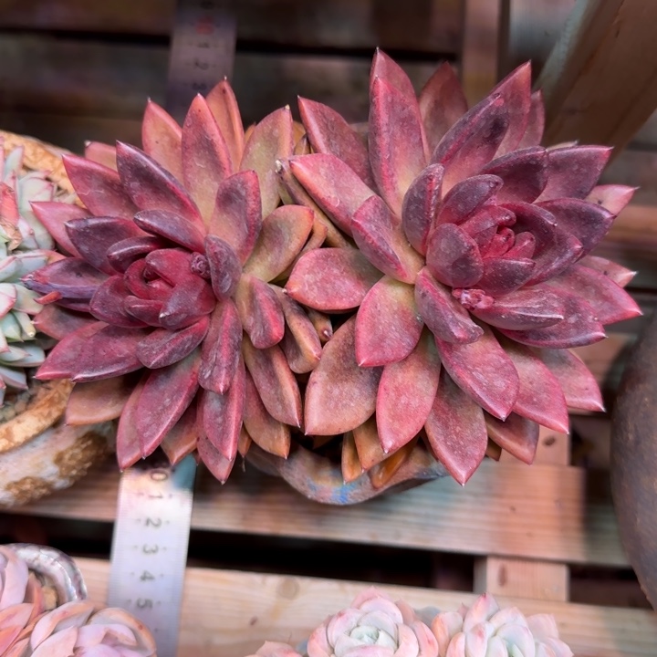 丰沛玫瑰多肉植物xixixixi