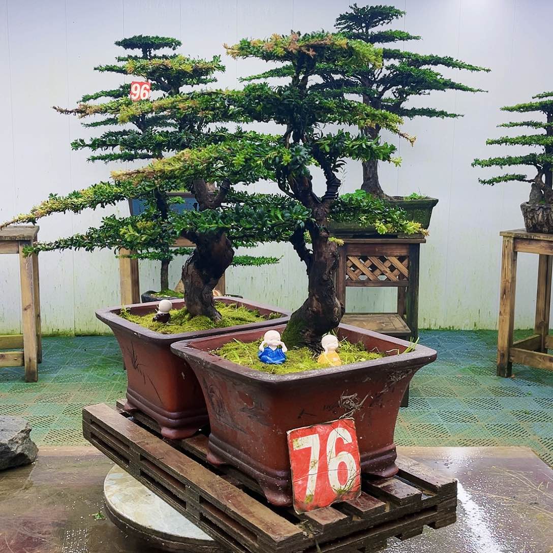 完全开放罗汉松盆景艺术
