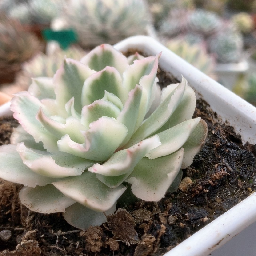 037紫蝴蝶锦锦锦锦锦锦