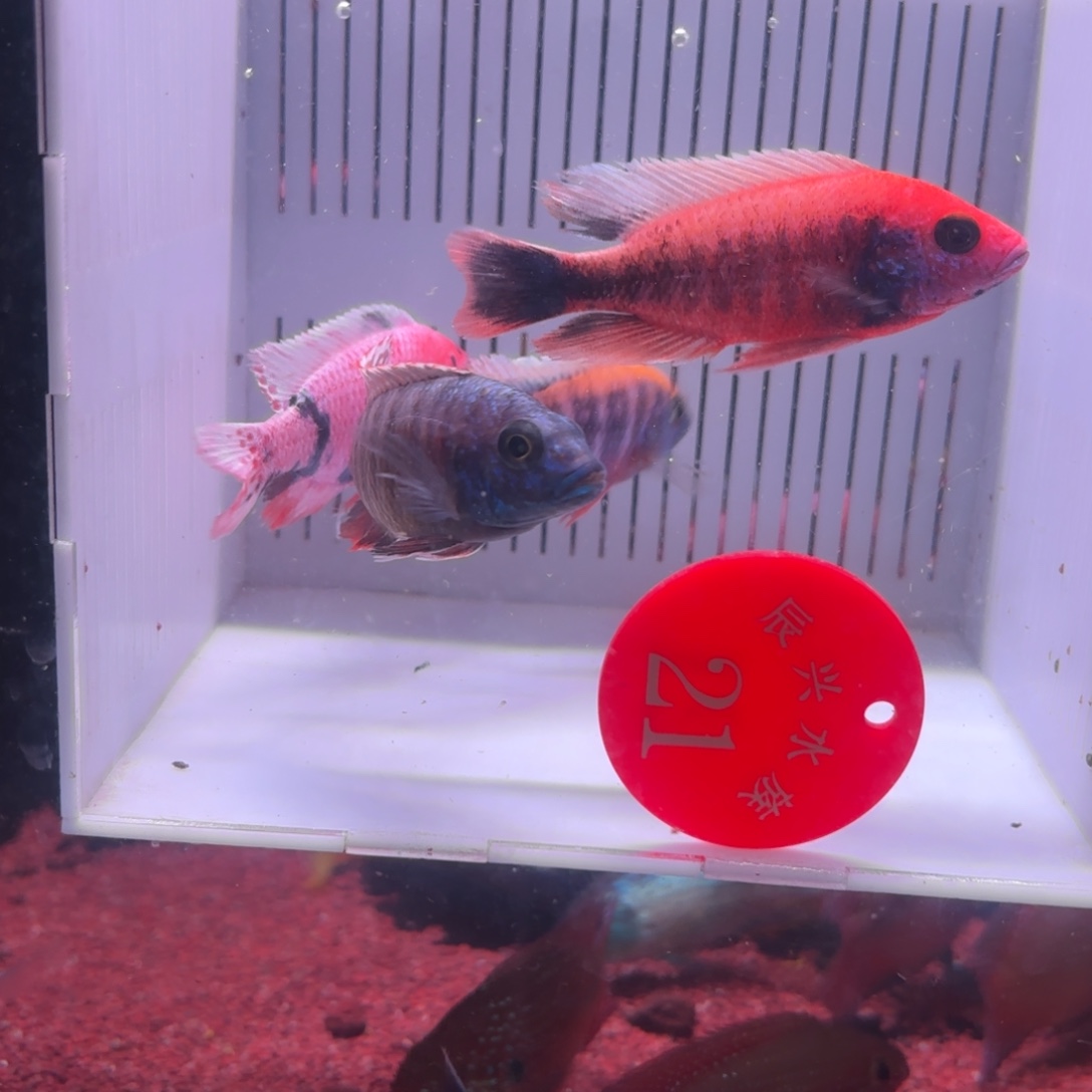 慈鲷鱼直播21号4条