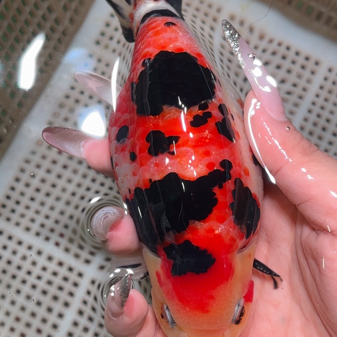 青***草金鱼拍包装包邮，不拍包装运费到付