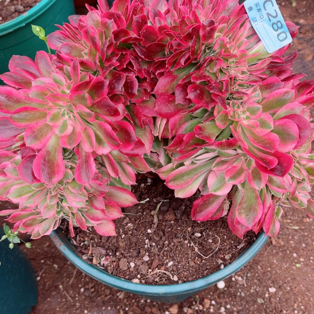 多肉植物280福利