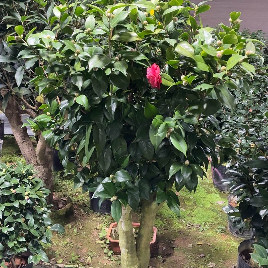 完全开放茶花老桩一物一拍顺丰包邮