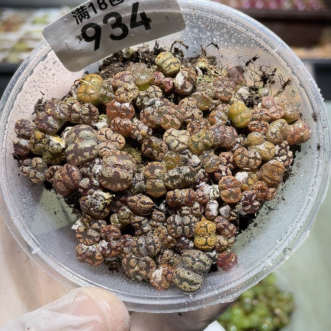 934当天凑满十八元包邮生石花