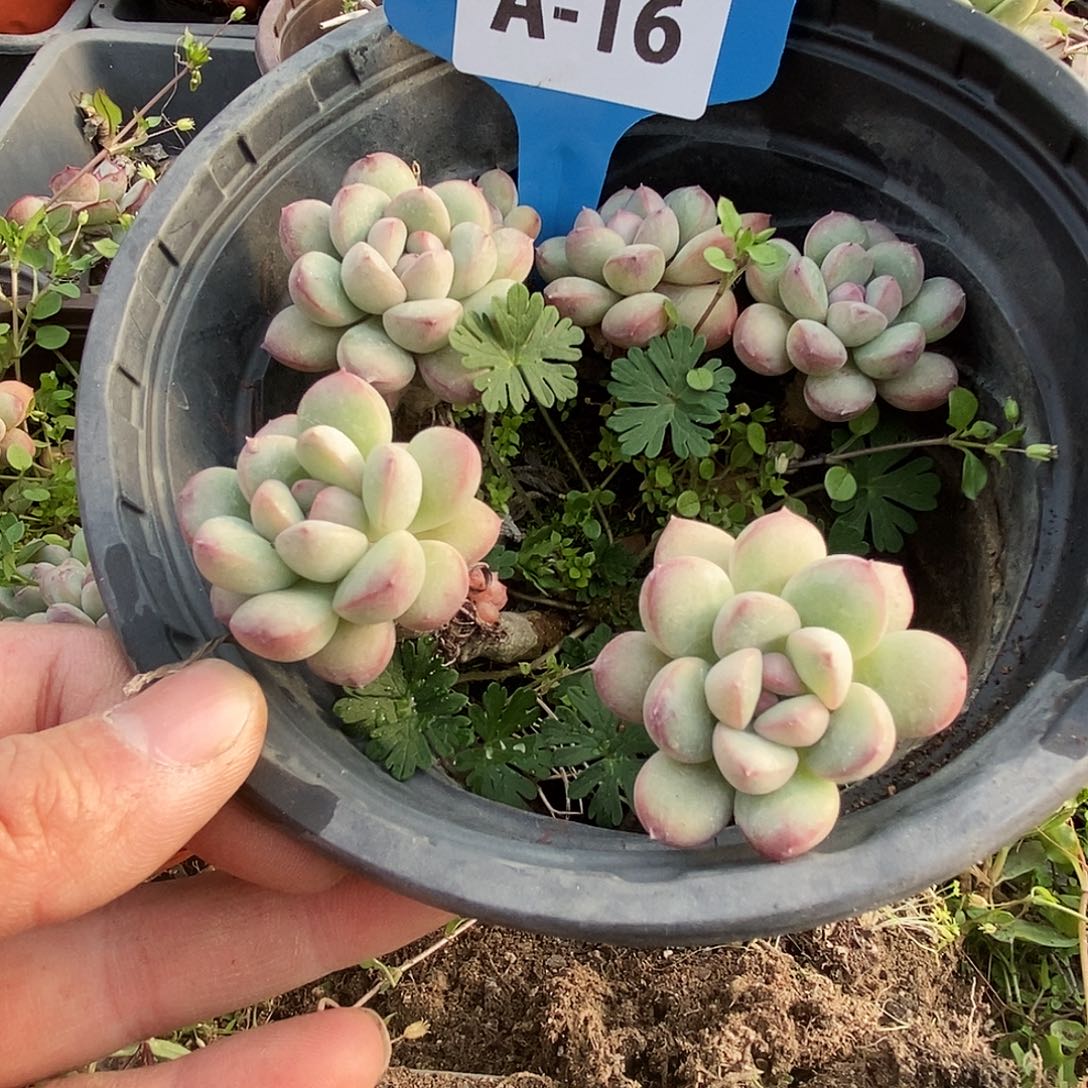 一物一拍A16满9.9包邮