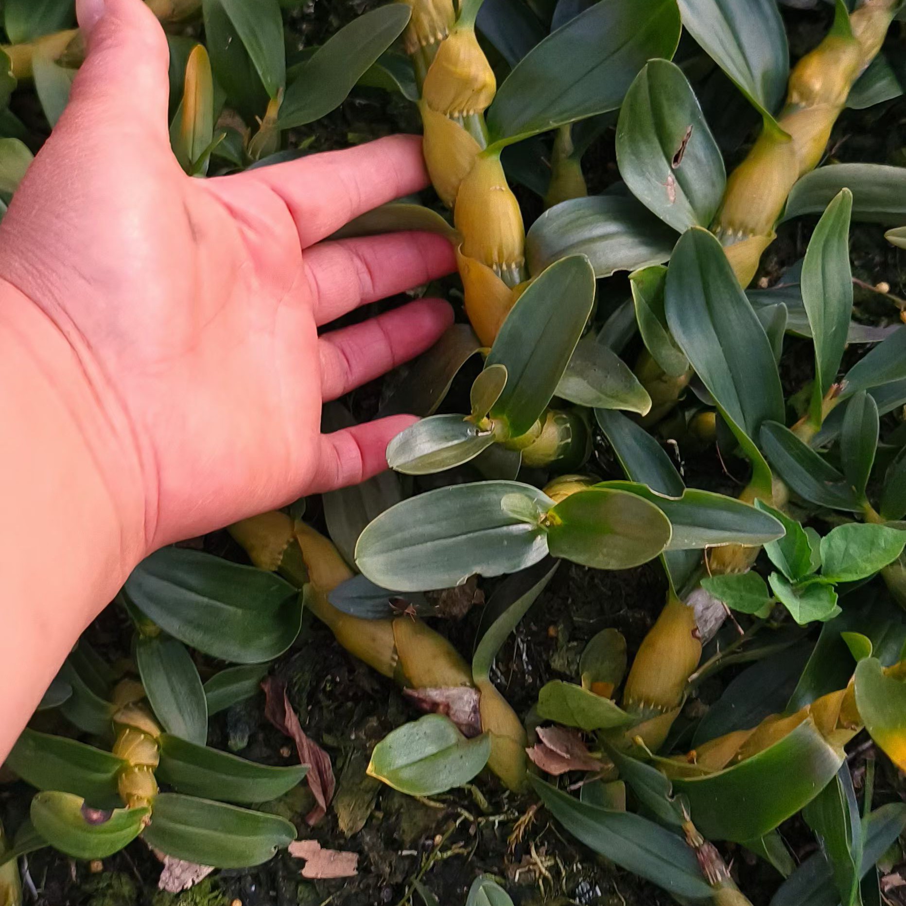 珍虫石斛绿色盆景云南露天种植花卉绿植苗可泡茶煲汤枝干鲜花