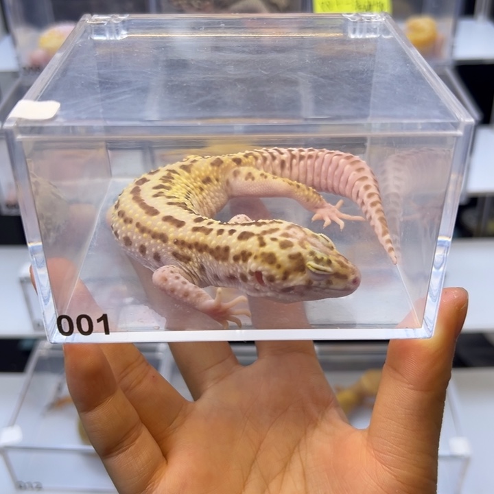 豹纹守宫001号雷达