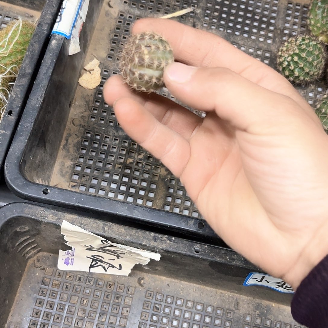 用****4蛋糕裙丽花瑕痴20包邮侧牙仙人球4