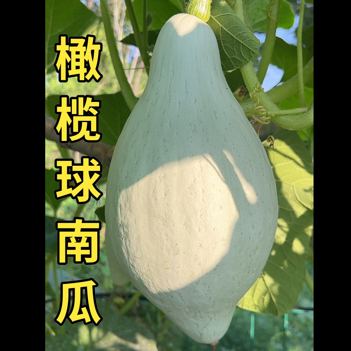F1橄榄球一号南瓜种子13粒