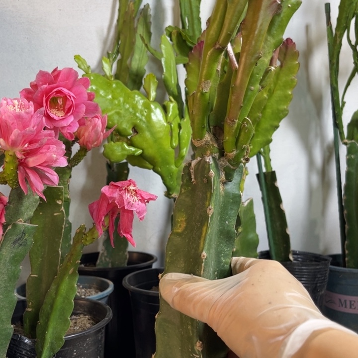 当前无花栽培后可以开花246