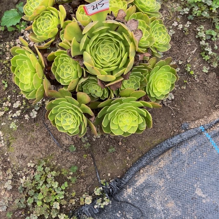 用***7215雨荷多肉植物法师