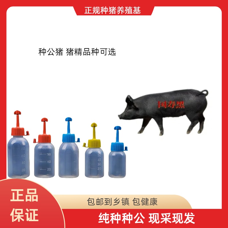 国寿黑、黑金刚、大白、长白种公猪猪精瓶一件包邮到乡镇