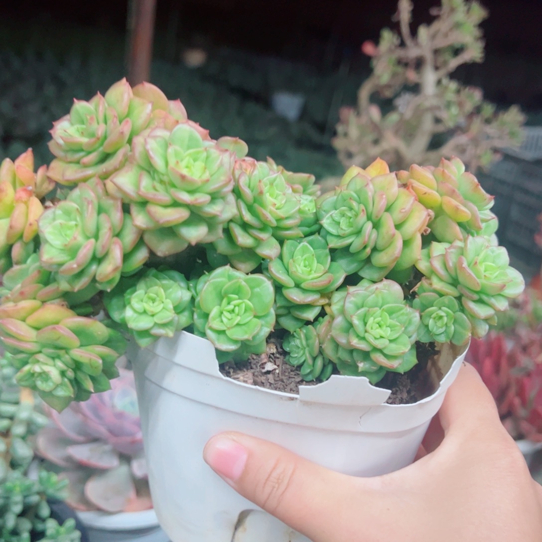 蜡牡丹多头群生老桩