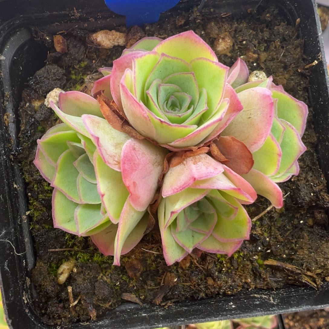 L35半城玫瑰魅影