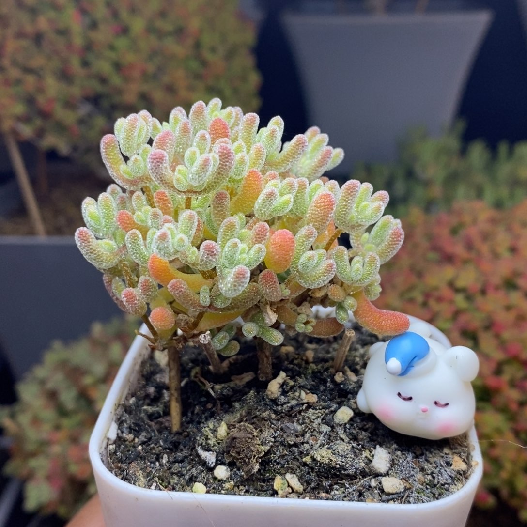 无花朵4号优选冰橙枝干