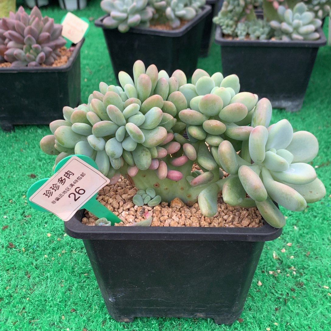 洛神树缀一物一拍26