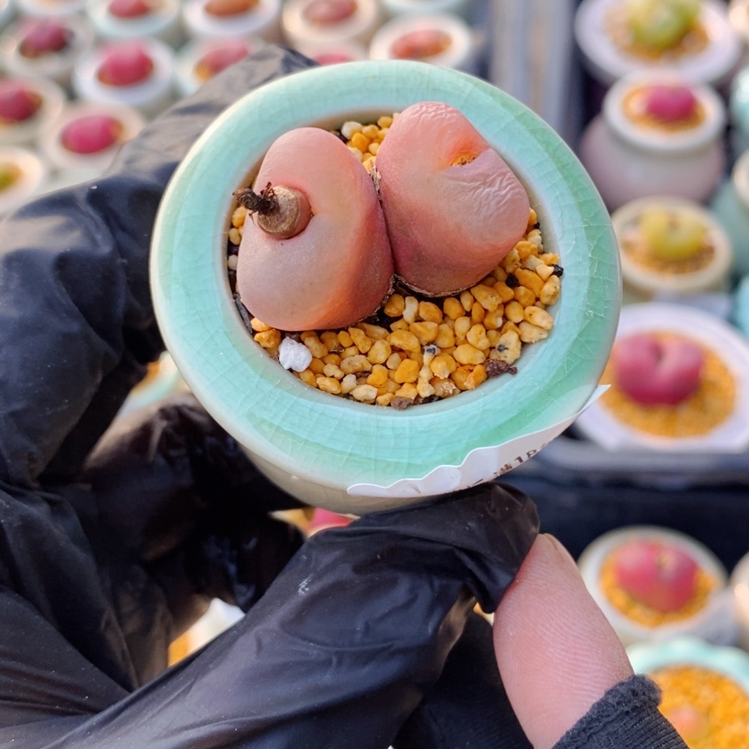 5639-一物一拍 带盆