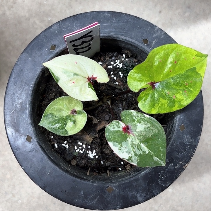 322-0212彩叶芋广东现货