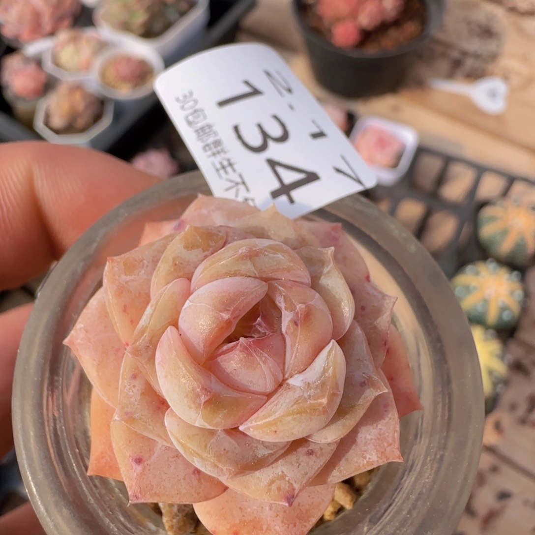 冰魄单头一颗脱土发货