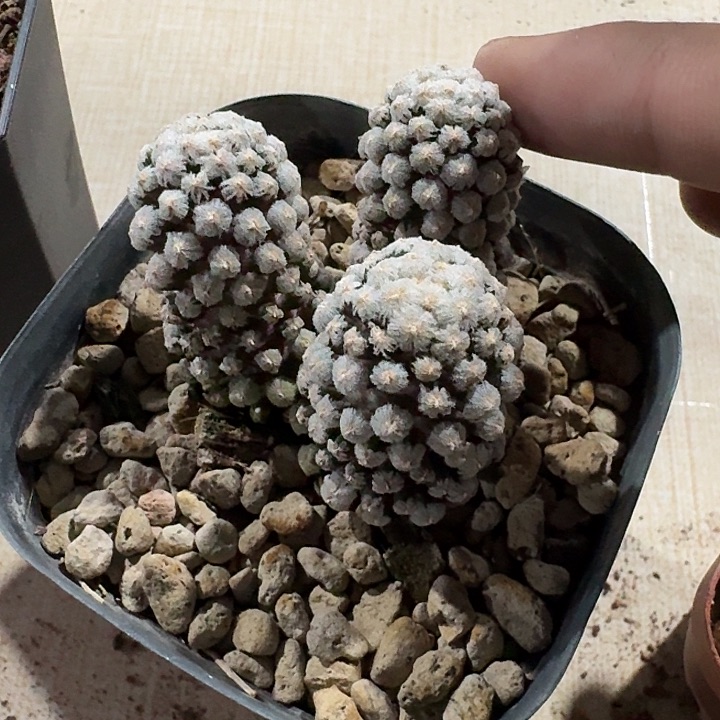 戴斯油群生仙人球