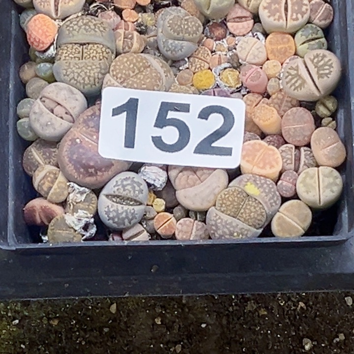 152 十方生石花一物一图