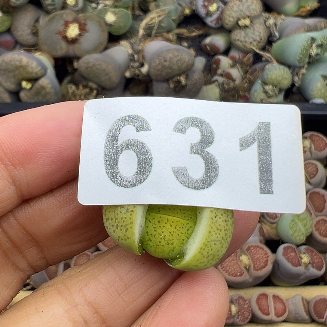 丶*631整点福利炸111111111