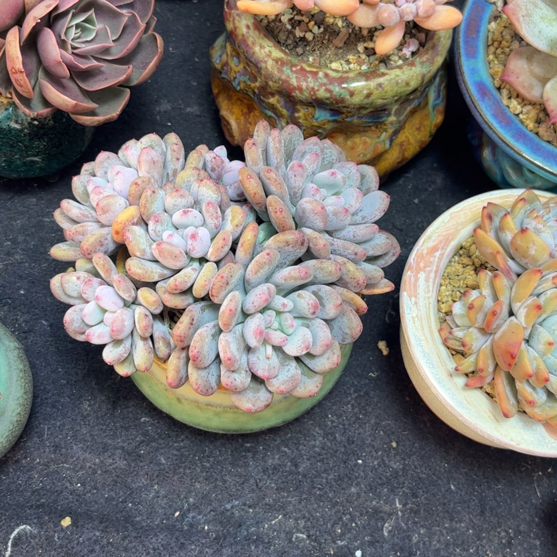 无***谓多吃点东西吃了一个星期