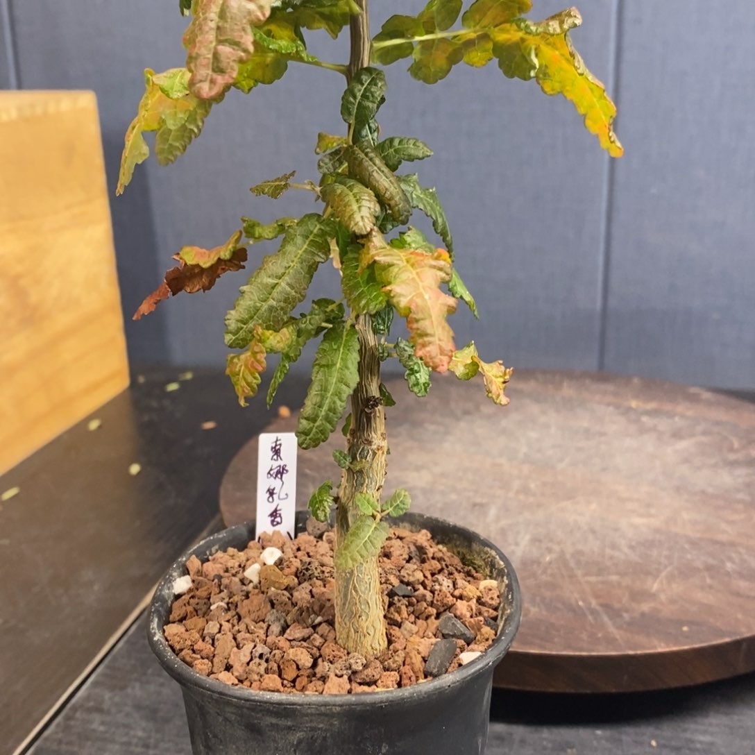 索娜乳香实生带盆