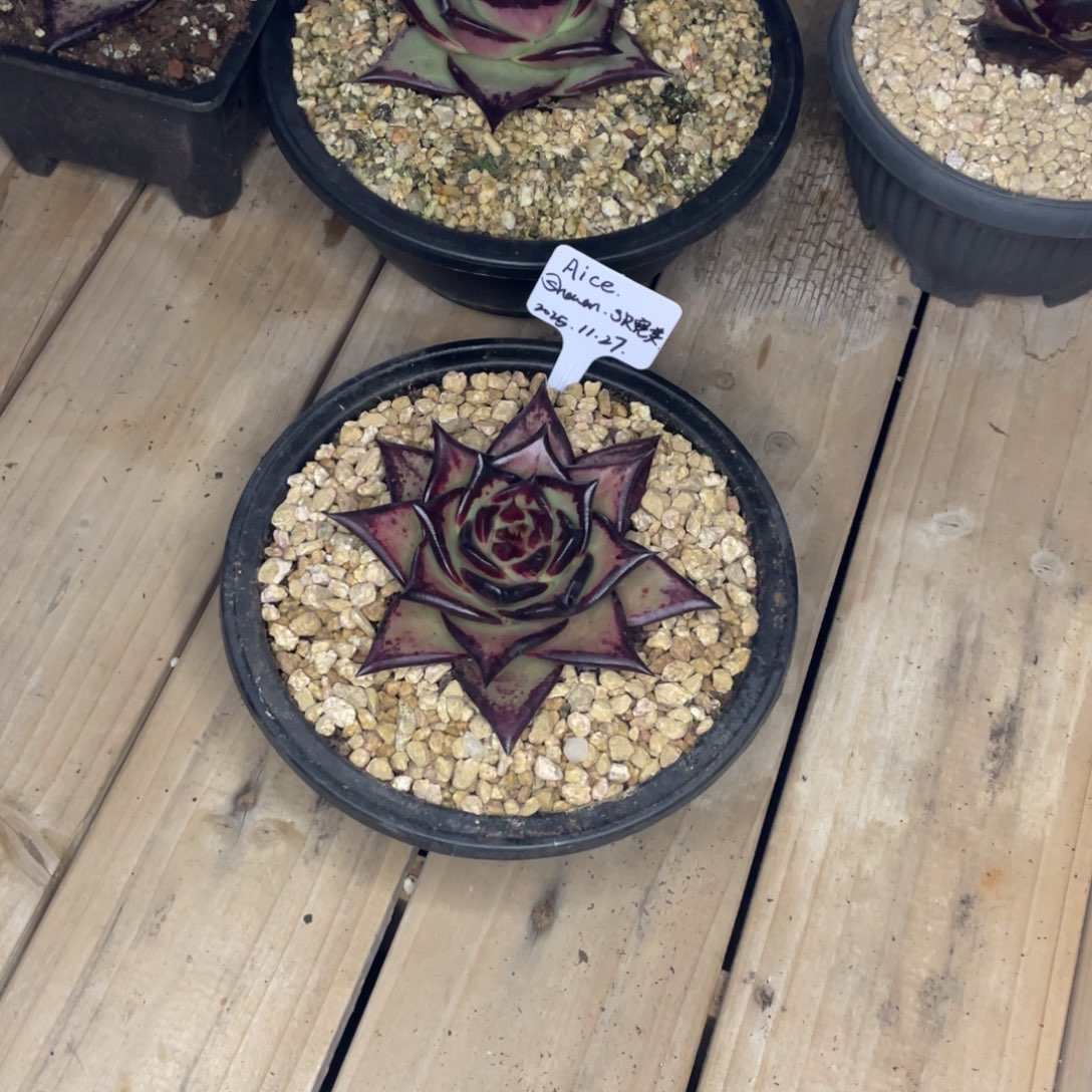 A***e多肉植物，山人园艺