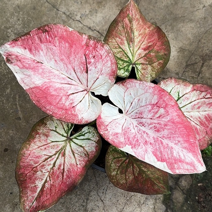 57-1224城市之光广东现货