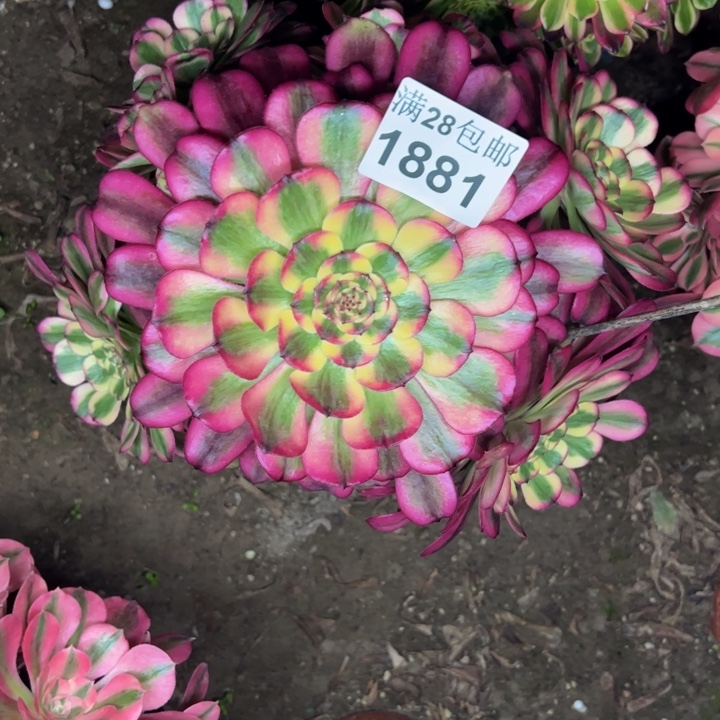 1881舞天姬杆歪多肉植物