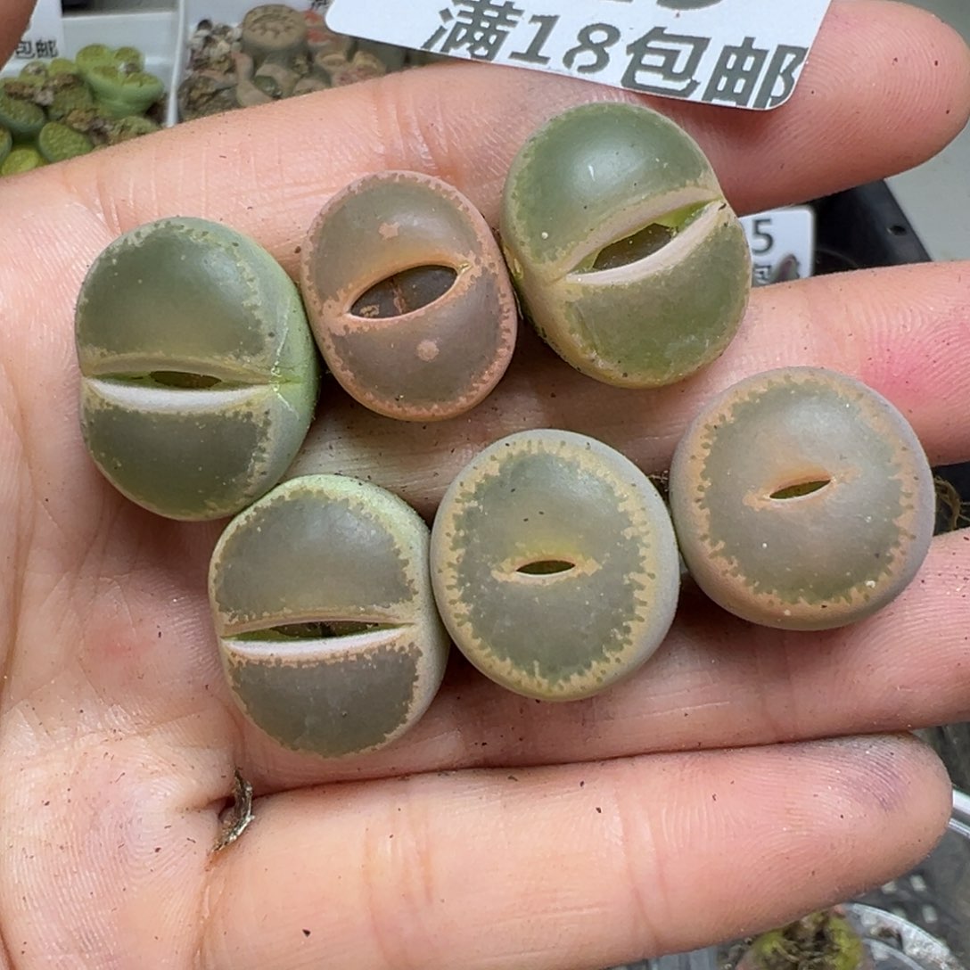 【闪购商品】019……