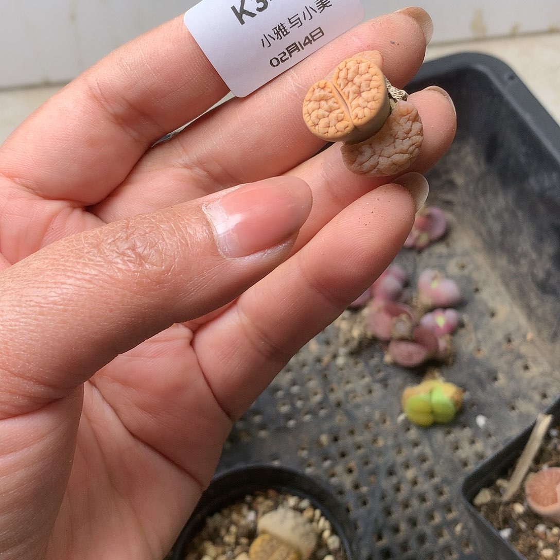 K343多肉植物保护研究所