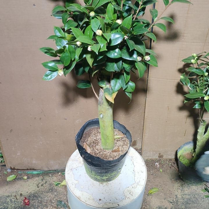 508四品，原盆原土发货，不包邮