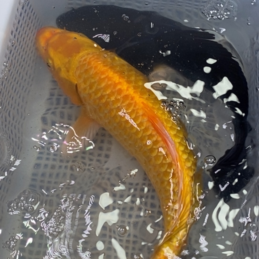 锦鲤冷水锦鲤包邮