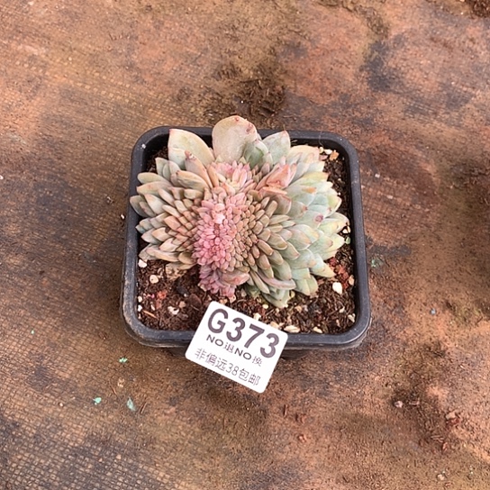 星星橙缀373 全场默认微瑕7-8天发货