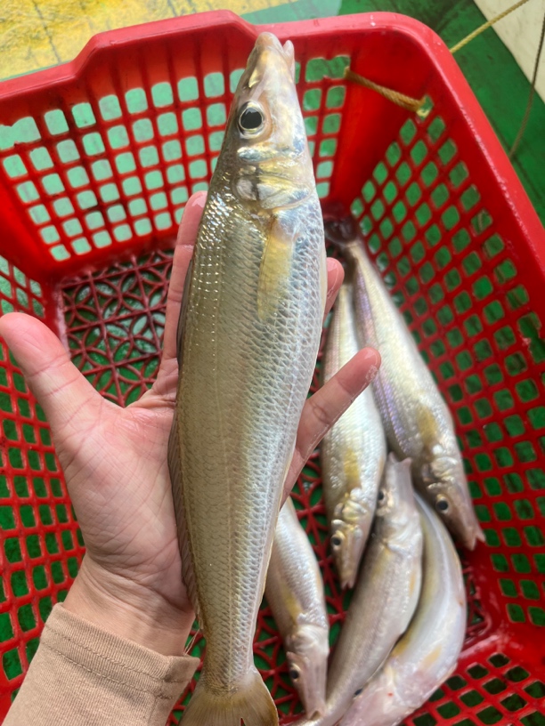 湛江外罗渔港天然海钓大沙尖