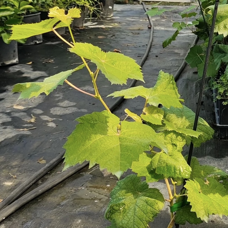 水晶【苗】云南花卉盆栽植物通用链接庭院阳台室外喜阳地栽