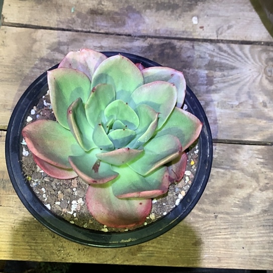 巧****姐美肉特价活动开始啦