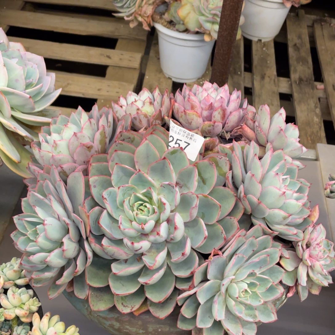 黑大帅多肉257赫拉