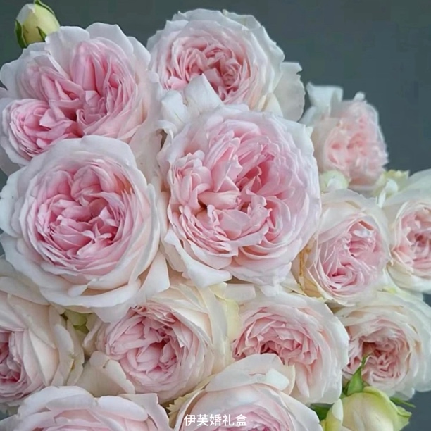 【伊芙婚礼盒.无花苞】粉白色大花浓香丰花勤花扦插盆栽月季！